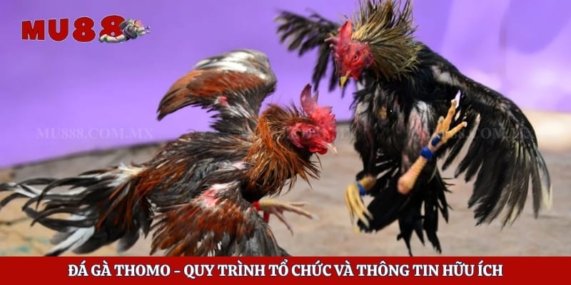 Đá Gà Thomo - Quy Trình Tổ Chức Và Thông Tin Hữu Ích 1 Đá Gà Thomo - Quy Trình Tổ Chức Và Thông Tin Hữu Ích