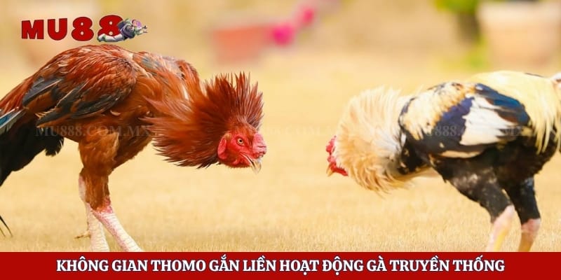 Đá Gà Thomo - Quy Trình Tổ Chức Và Thông Tin Hữu Ích 2 Không gian Thomo gắn liền hoạt động gà truyền thống