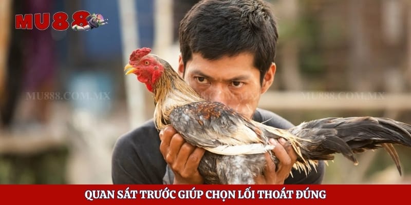 Cách Chạy Khỏi Trường Gà Nhanh Nhất Khi Xảy Ra Sự Cố Bất Ngờ 2 Quan sát trước giúp chọn lối thoát đúng