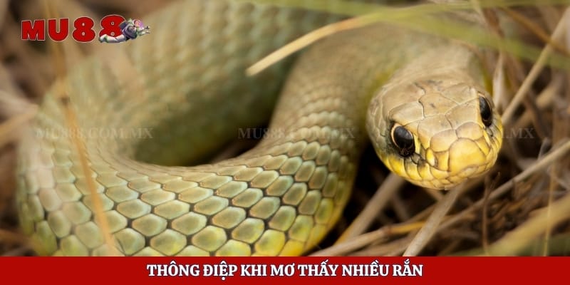 Mơ Thấy Rắn - Giải Mã Điềm Báo Và Ý Nghĩa Từng Trường Hợp 4 Thông điệp khi mơ thấy nhiều rắn