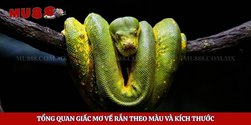 Mơ Thấy Rắn - Giải Mã Điềm Báo Và Ý Nghĩa Từng Trường Hợp 5 Tổng quan giấc mơ về rắn theo màu và kích thước